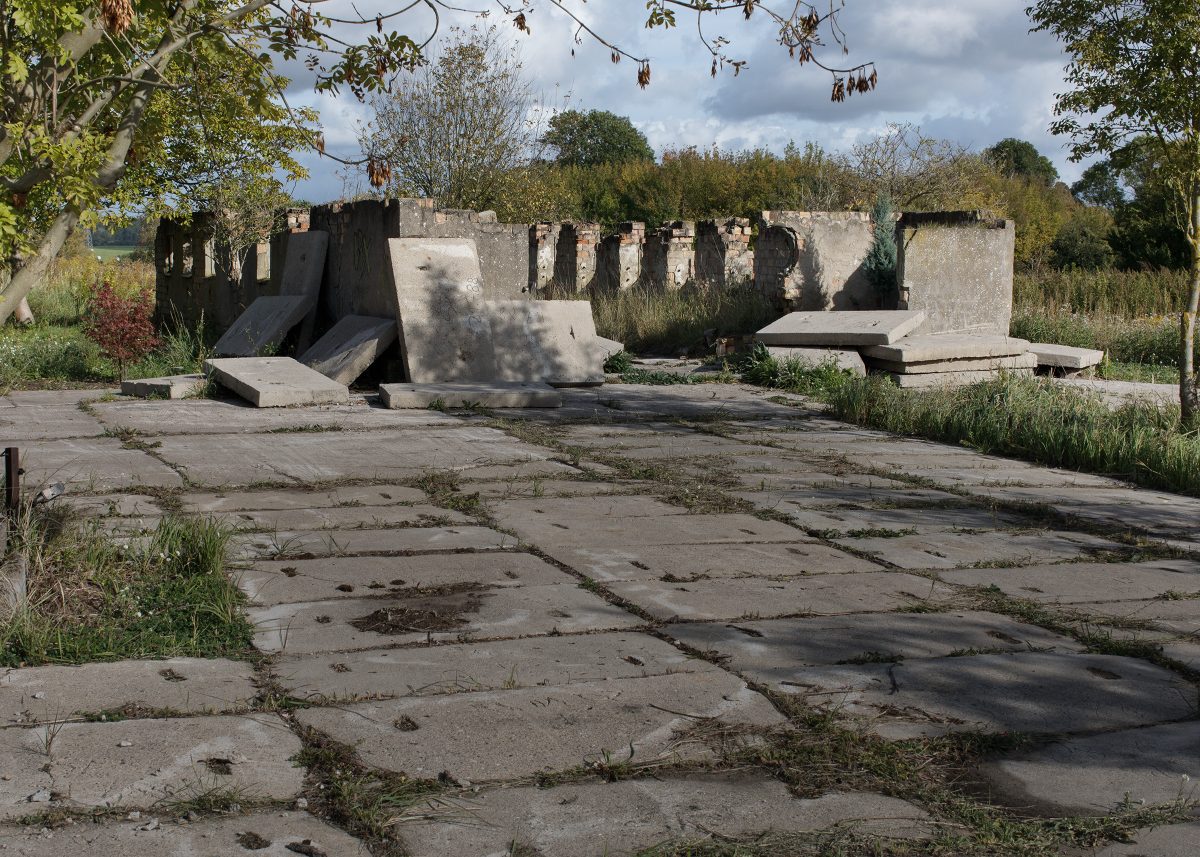 Isa Melsheimer's ruin with Arizona cypress, Uckermark 2025.