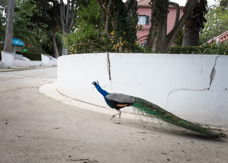 Blue peacock in Lisbon Botanical Garden.