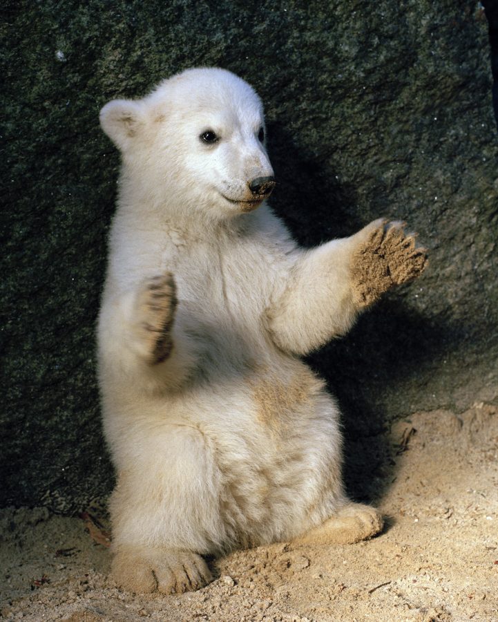 The polar bear Knut at the Berlin Zoological Garden.