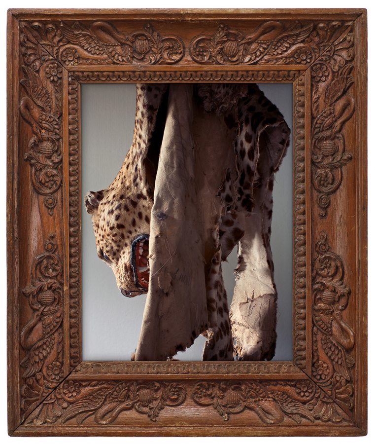 Photo of a stuffed leopard as a still life.