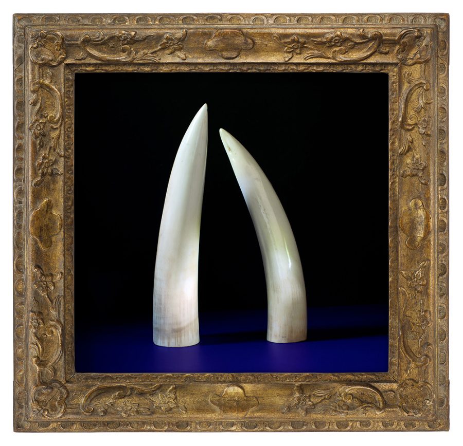 Two large, white elephant teeth in a baroque frame.