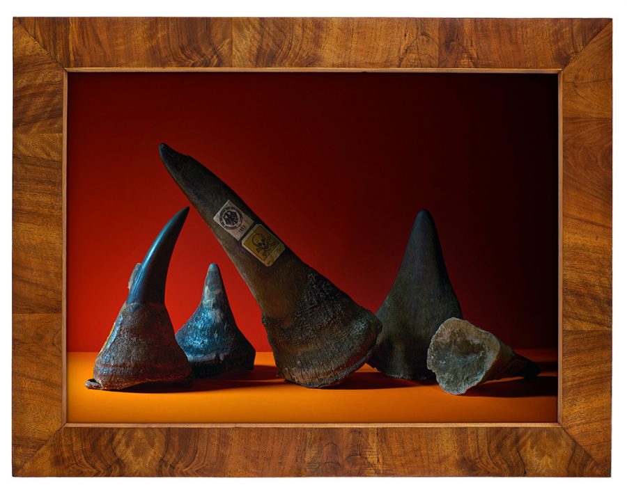 Five rhino horns as a still life in front of a red background.