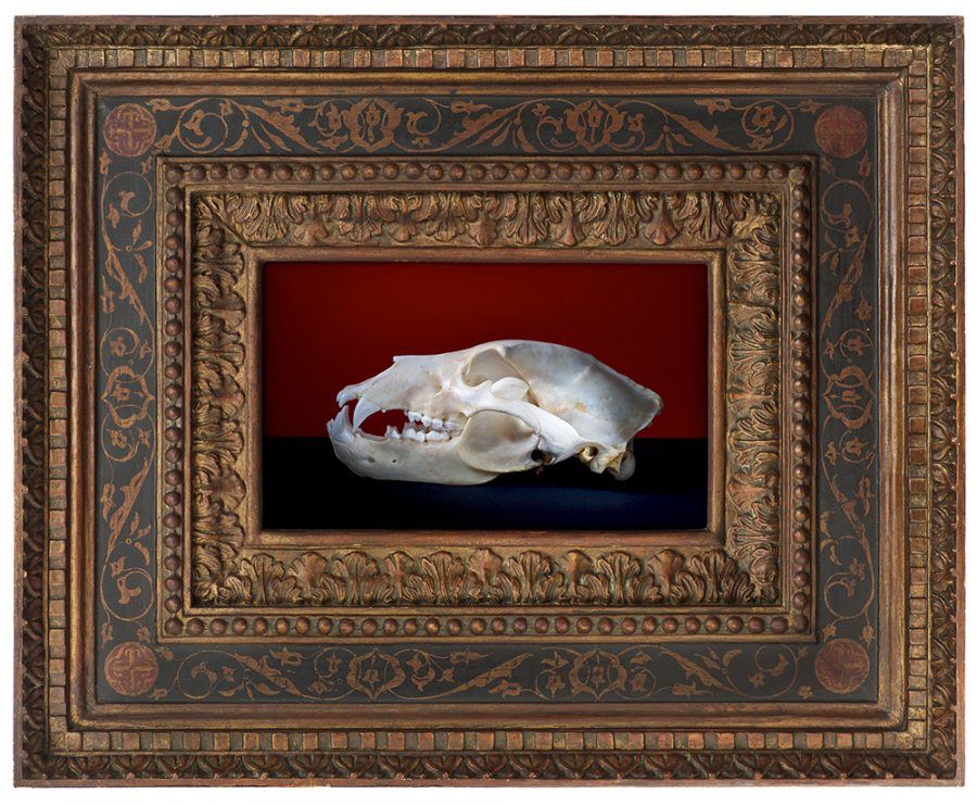 Skull of a bear head against a red background in a neo Renaissance frame.