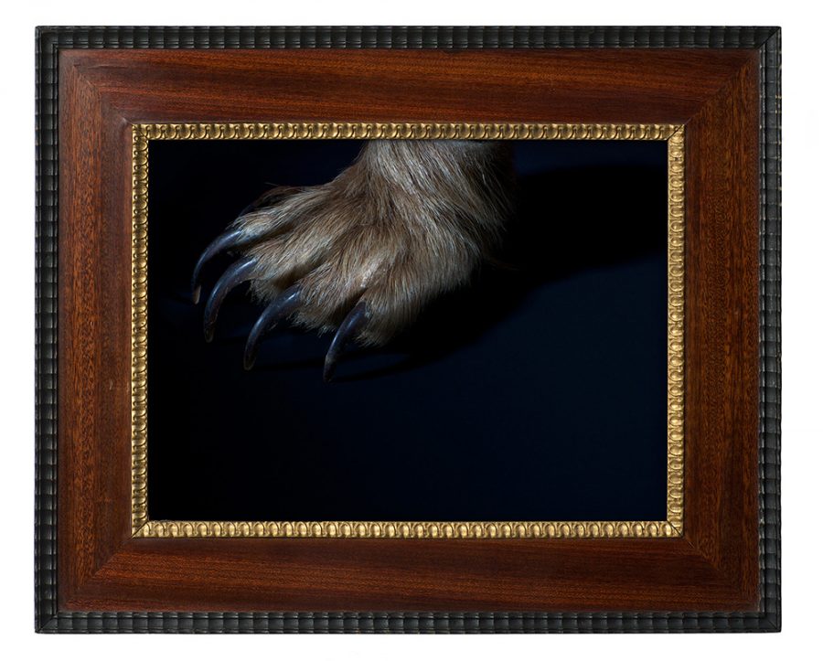 Bear paw in front of a black background in a historical frame.